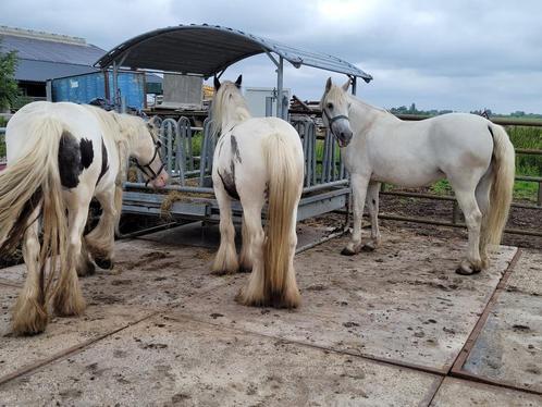 gezocht: HOOIRUIF!, Dieren en Toebehoren, Stalling en Weidegang, Toebehoren