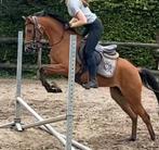 Te koop Imagine-B C pony Messenger  x Casper, Dieren en Toebehoren, Merrie, B, Springpony, 3 tot 6 jaar