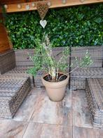 Olijfboompjes in pot, Ophalen