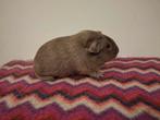 Cavia gladhaar slate, blauw, zwart rus, zwart tan, ch teddy, Dieren en Toebehoren, Cavia, Juni, Mannelijk, Tam