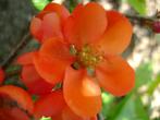 Chaenomeles japonica 'Sargentii' Jap. Sierkwee, oranje, rood, Tuin en Terras, Planten | Struiken en Hagen, Ophalen of Verzenden