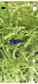 Blue dream met oranje ogen, Dieren en Toebehoren, Kreeft, Krab of Garnaal