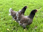 Barnevelder kippen Blauw dubbel gezoomd gesekst en ingeënt