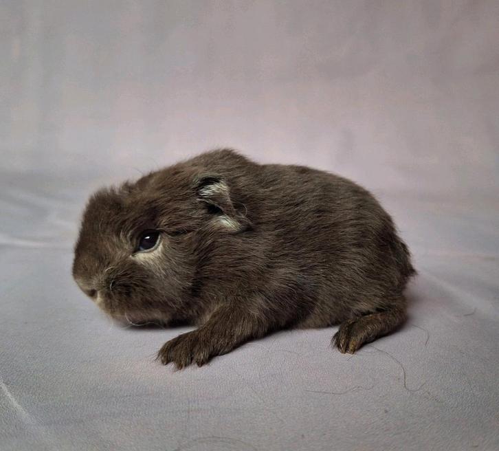 Jong Ch teddy beertje - choco sable zilvervos, Dieren en Toebehoren, Knaagdieren, Mannelijk, Cavia, November, Tam