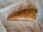 Carcharodontosaurus Tand (12 cm) – Afrikaanse T-Rex –Fossiel, Ophalen of Verzenden, Fossiel