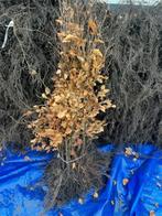 Bladhoudende Beuk, groen of rood blad, Wortelgoed. NU poten!, Ophalen, Beukenhaag, Haag, 100 tot 250 cm