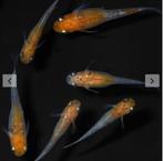 Medaka Kohaku Kirameki Jongen 2CM, Oryzias latipes var, Dieren en Toebehoren, Vissen | Aquariumvissen, Vis, Zoetwatervis