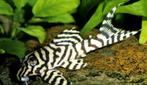 Juweelijn Meerval Hypancistrus sp. L236 / 3-3,5 cm, Dieren en Toebehoren, Vis