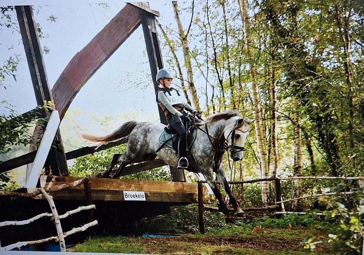 Veelzijdige 12-jarige Connemara pony, Dieren en Toebehoren, Paarden, Merrie, Minder dan 160 cm, 11 jaar of ouder, Springpaard