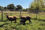 2 mooi bruine drachtige ouessant ooien., Dieren en Toebehoren, Vrouwelijk, Schaap