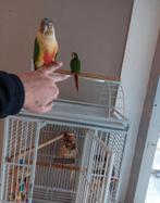 Pyrrhuras tam 3 stuks heel lief, Dieren en Toebehoren, Parkiet, Tam