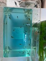 Guppies, Dieren en Toebehoren, Vis