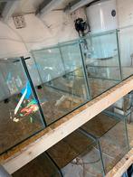 8 aquariums 80 x 35 x 40 met stelling, Dieren en Toebehoren, Vissen | Aquaria en Toebehoren, Zo goed als nieuw, Ophalen