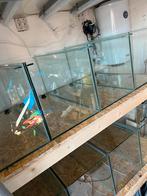 8 aquariums 80 x 35 x 40 met stelling, Dieren en Toebehoren, Zo goed als nieuw, Ophalen