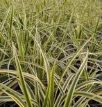 Carex gras, Tuin en Terras, Ophalen of Verzenden, Siergrassen, Halfschaduw