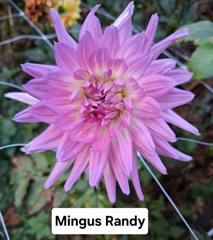 Dahlia knollen vele kleuren, Tuin en Terras, Bloembollen en Zaden, Knol, Voorjaar, Volle zon, Ophalen of Verzenden