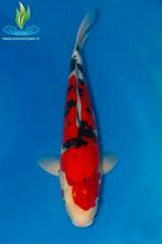 060 Aka Sanke, Dieren en Toebehoren, Vissen | Vijvervissen, Karper of Koi