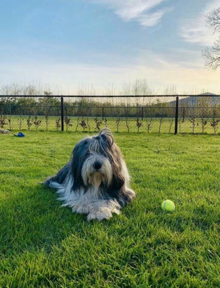 Liefdevolle hondenopvang hondenoppas in huiselijke omgeving, Diensten en Vakmensen, Dieren | Honden | Verzorging, Oppas en Les