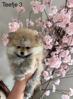 Nederlandse Raszuivere Pomeriaan/Pom/Pomeranian pups, Dieren en Toebehoren, Honden | Poolhonden, Keeshonden en Oertypen, 8 tot 15 weken