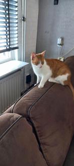 Gratis afhalen poesje 1,5 jaar oud wegens allergie, Dieren en Toebehoren, Katten en Kittens | Overige Katten, Poes