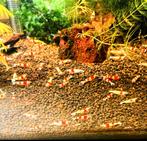 Crystal Red garnalen | Caridina, Kreeft, Krab of Garnaal, Zoetwatervis