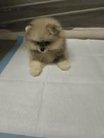 Pomerian pups, Particulier, Keeshond, Reu, CDV (hondenziekte)