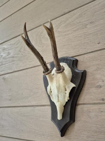 Mooi Ree Gewei Op Schild Jacht Mancave Jagen Landelijk c79 beschikbaar voor biedingen