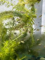 10 endler guppen, Dieren en Toebehoren, Vis