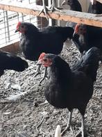Australorp krielhaan zuiver ras, Dieren en Toebehoren, Pluimvee, Mannelijk, Kip