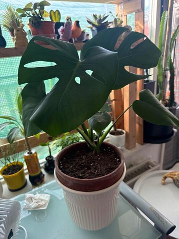 Monstera Deliciosa Kamerplant beschikbaar voor biedingen