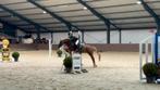 Lieve, grote B pony., Dieren en Toebehoren, Pony's, Gechipt, B, Ruin, 3 tot 6 jaar