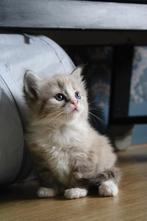 Zusjes - Seal Mink bicolor+ Silvertabby - zoeken gouden mand, Dieren en Toebehoren, Katten en Kittens | Raskatten | Langhaar, Poes
