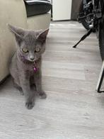 british short hear, Dieren en Toebehoren, Katten en Kittens | Overige Katten