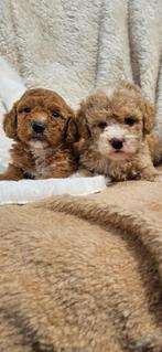 Maltipoo pups, Overige rassen, 8 tot 15 weken, Meerdere, Meerdere dieren
