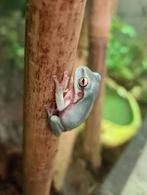 Koraalteen boomkikkers / Litoria caerulea, 0 tot 2 jaar, Hagedis