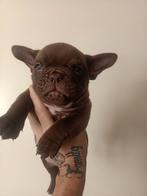 Micro bully teefjes beschikbaar Panamera x Shelby️ 🥰❤️, 8 tot 15 weken, Teef, Eén hond, Nederland