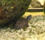SUPERACTIE!! Muskus schildpad - Sternotherus odoratus, Dieren en Toebehoren, Reptielen en Amfibieën, Schildpad, Tam, 0 tot 2 jaar