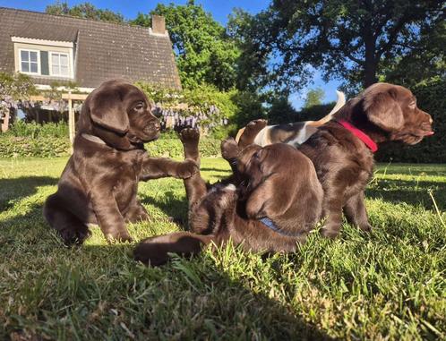 Labrador pups, Diensten en Vakmensen, Dieren | Honden | Verzorging, Oppas en Les