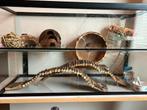 Glazen terrarium / hamster hok br. 30 x h.41 x l. 73, Minder dan 75 cm, Zo goed als nieuw, Ophalen, Minder dan 60 cm