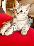 Britse Korthaar, Poes, Gechipt, 0 tot 2 jaar