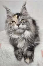 Female Maine Coon Banshee Aldona's Gift *PL, Dieren en Toebehoren, Kater, Gechipt