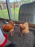 Wyadotte koppel haan en hen van 2025, Dieren en Toebehoren, Pluimvee, Meerdere dieren, Kip