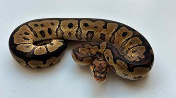 Clown het hypo man en vrouw ball python beschikbaar voor biedingen