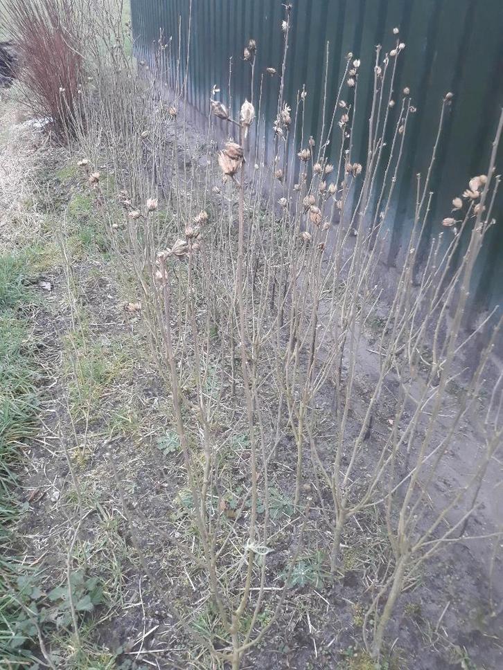 Boompjes., Tuin en Terras, Planten | Bomen, Overige soorten, Minder dan 100 cm, Halfschaduw, Lente, Ophalen of Verzenden