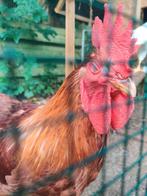 Mooie haan, Dieren en Toebehoren, Pluimvee, Mannelijk, Kip