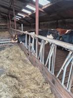 Jongvee voerhekken, Dieren en Toebehoren, Stalling en Weidegang