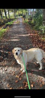 Leuke Golden Retriever 9 maand., Golden retriever, Rabiës (hondsdolheid), 15 weken tot 1 jaar, Reu