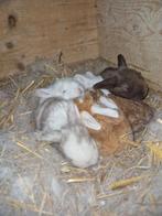 Lieve franse hangoren, Meerdere dieren, Groot, Hangoor, 0 tot 2 jaar