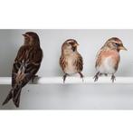 Gezocht: barmsijs pop, Dieren en Toebehoren, Vogels | Kanaries, Vrouwelijk