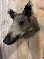 Mooi nieuw opgezet zwijntje, Verzamelen, Dierenverzamelingen, Ophalen of Verzenden, Nieuw, Wild dier, Opgezet dier
